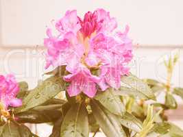 Retro looking Pink Azalea flower