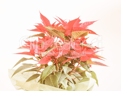 Retro looking Poinsettia Christmas star