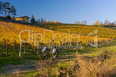 Bikers in the vineyard