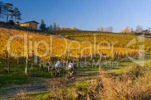 Bikers in the vineyard