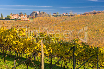 Autumnal Vineyard