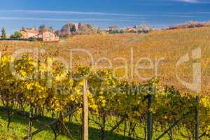 Autumnal Vineyard