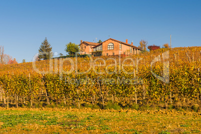 Autumnal Vineyard