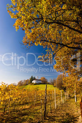 Vineyard hills in Autumn