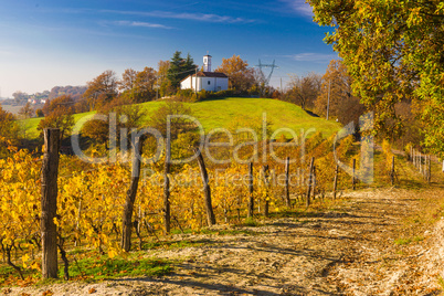 Vineyard hills in Autumn