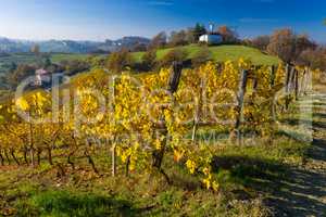 Vineyard hills in Autumn