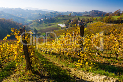 Vineyard hills in Autumn