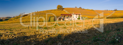 Vineyard hills in Autumn