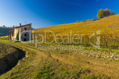 Vineyard hills in Autumn