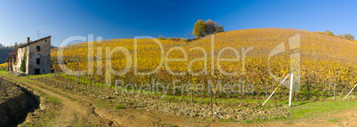 Vineyard hills in Autumn