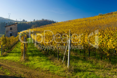 Vineyard hills in Autumn