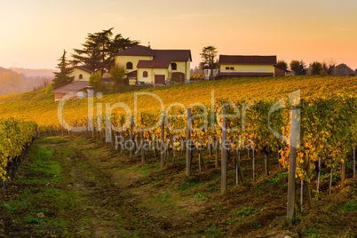 Vineyard hills in Autumn