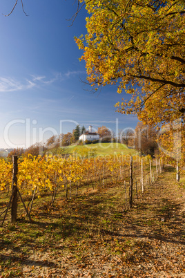 Vineyard hills in Autumn