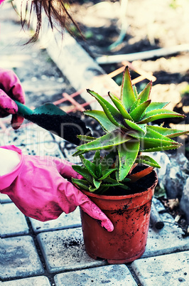 Plant aloe in pot