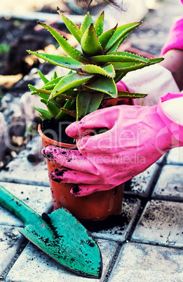 Plant aloe in pot