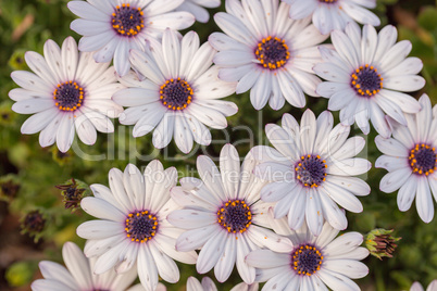 Michaelmas Daisy flowers