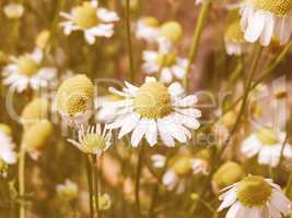 Retro looking Chamomile