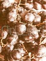 Retro looking Grape picture