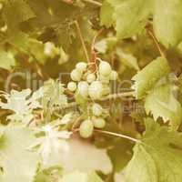 Retro looking Grape picture