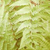 Retro looking Fern picture