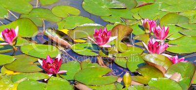 pink flowers of water lilies in a pond