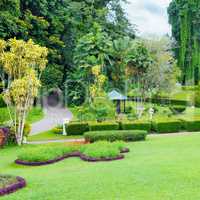 lawn and hedge in a summer park