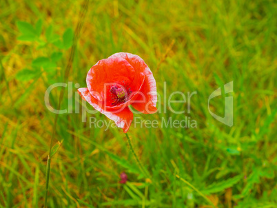 Papaver flower