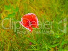 Papaver flower