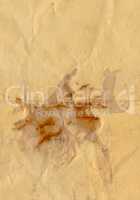 Brown paper texture background