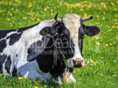 Fribourg cow resting, Switzerland