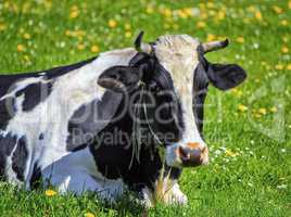 Fribourg cow resting, Switzerland