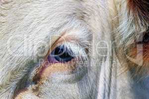 Fribourg cow eye, Switzerland