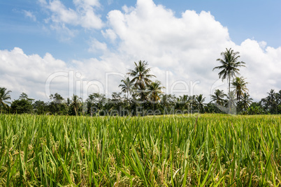 Reisanbau auf Bali, Indonesien