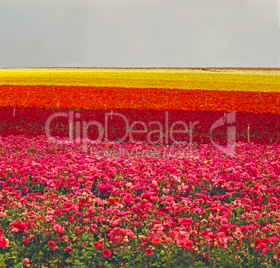 Flower Farm