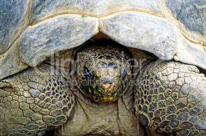 Tortoise