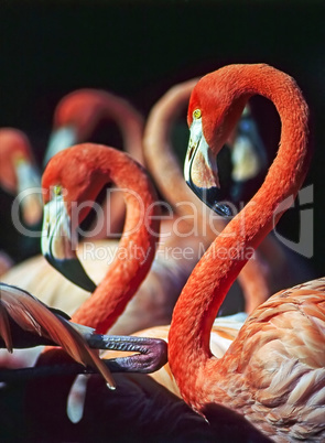 Flamingos