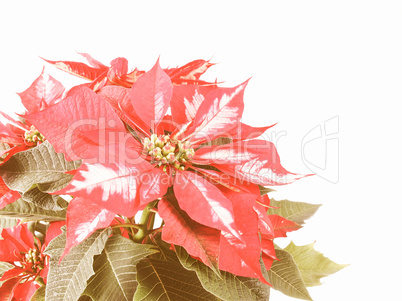 Retro looking Poinsettia