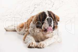 Big St. Bernard