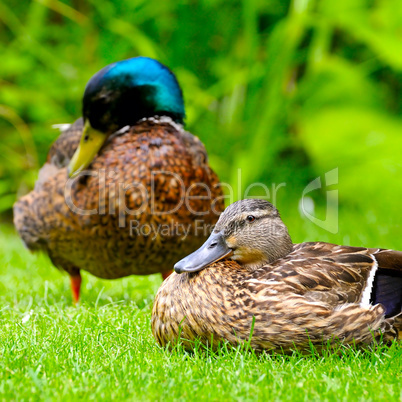 domestic duck on a background of green plants