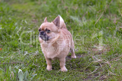 Dog on walk