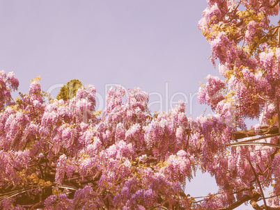 Retro looking Wisteria