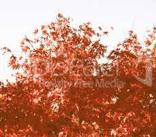 Retro looking Maple leaves