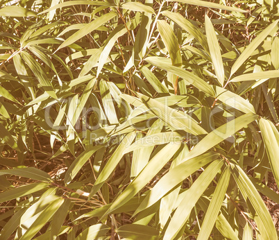 Retro looking Bamboo tree