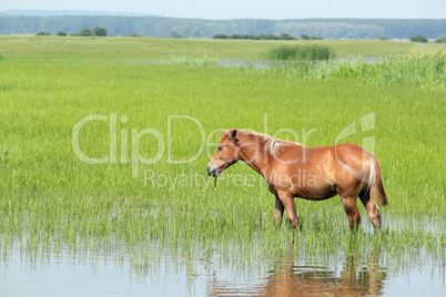 brown horse in pasture farm scene