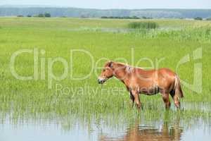 brown horse in pasture farm scene