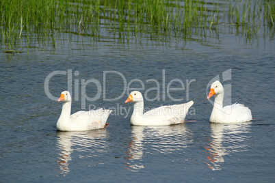 white gooses swimming