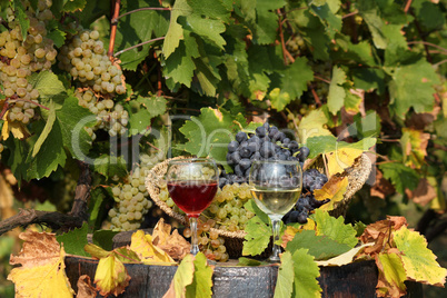 vineyard with red and white wine