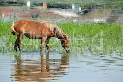 brown horse standing in the water and grazing