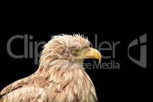 European white tailed eagle isolated on black