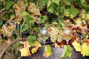 white wine and grape vineyard